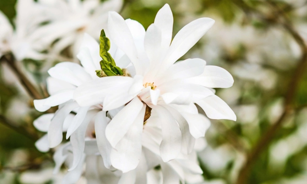 Магнолия стеллата Роял Стар